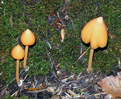 Entoloma quadratum.